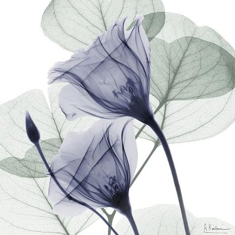 Slider 6/27 - Botanical Art
